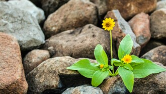 Entre fissuras e dureza, a vida insiste como a alma que encontra caminhos mesmo nos terrenos mais improváveis. A flor que nasce entre rochas traduz a essência da resiliência de crescer não apesar das adversidades, mas através delas. Onde tudo parece estéril, há potência silenciosa; a mesma força que sustenta a arquitetura invisível da alma