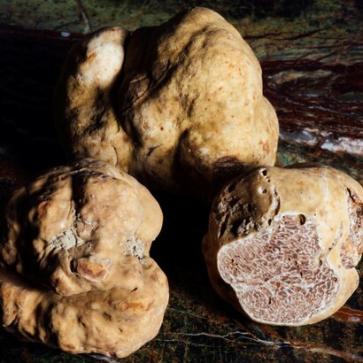 I Romani consideravano il tartufo un cibo prelibato e gli attribuivano poteri afrodisiaci, usandolo nei banchetti più lussuosi