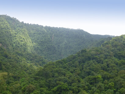 Vista de un bosque tropical húmedo del Caribe. Foto: Luko Hilje