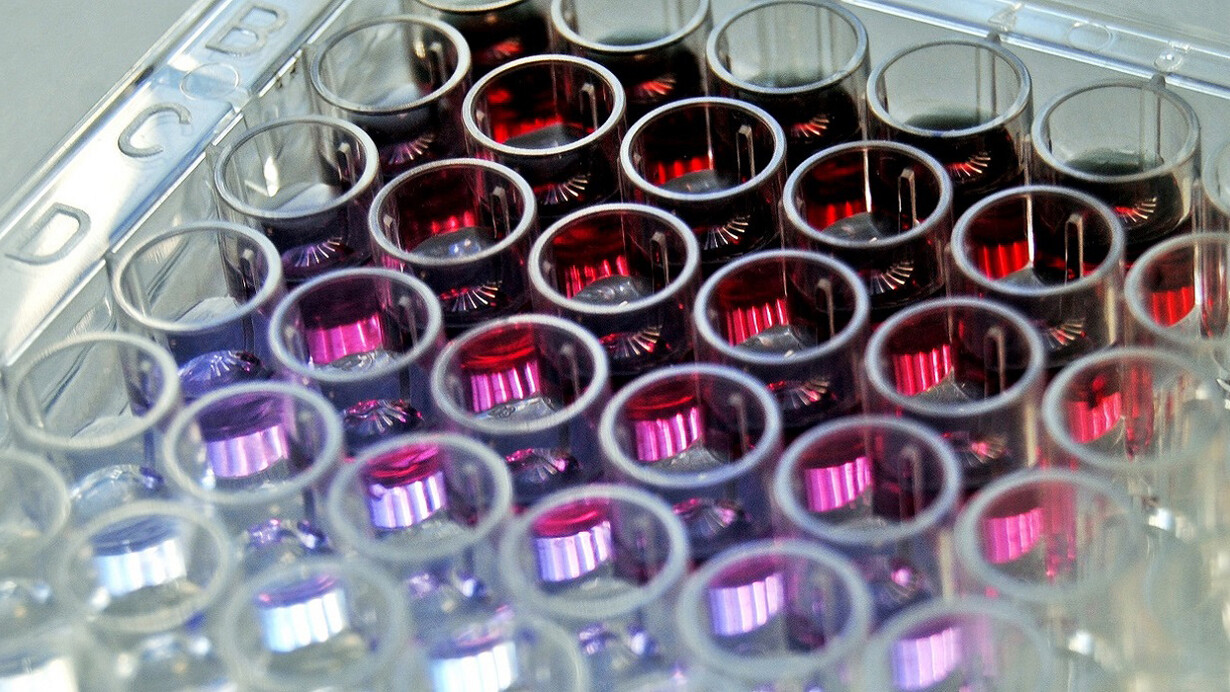 Fármacos anticancerígenos: tubos de ensayo para investigación en inmunoterapia