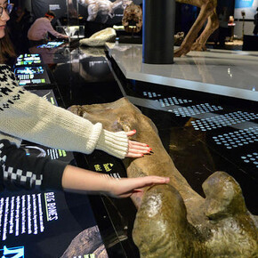 T. rex. Courtesy of American Museum of Natural History