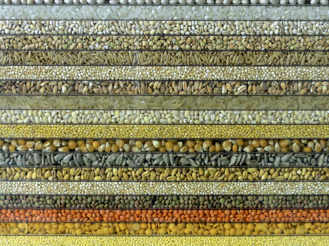 Loris Cecchini, The polychromeseedsessions (collection 1), 2015, Semi naturali incapsulati in policarbonato alveolare protetto UV, legno e cornice metallica, 151 x 201 x 5 cm