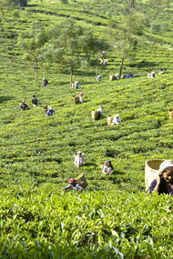 Lush field of tea pickers