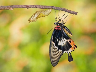 The butterfly actualizing the future potentials by being the new realities