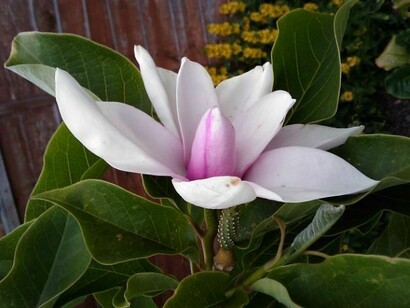Magnolia denudata