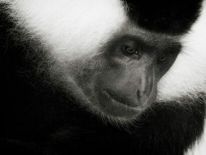 Un esemplare di Colobus polykomos: le scimmie in un test con ricompense inique sono poco disposte a uno scambio tra un dono gradito e uno non gradito con gli altri
