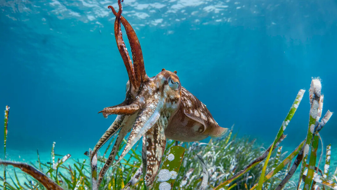 Wildlife photographer of the year, artwork in exhibition. Courtesy of the Australian National Maritime Museum