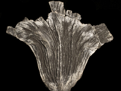 Fossils in Focus. Courtesy of Royal Tyrrell Museum