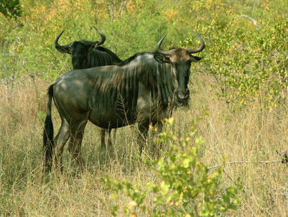 La migrazione degli gnu, specie assai diffusa in Africa