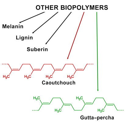 Among many other biopolymers, some interesting examples are shown in this panel.