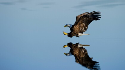 Águila