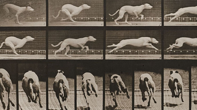 Eadweard Muybridge, Human and animal locomotion, Plate 710. Dog; galloping; white racing hound Maggie (detail), 1887. Courtesy of Krakow Witkin Gallery