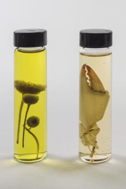 The Perilous Texas Adventures of Mark Dion. Courtesy of Amon Carter Museum of American Art