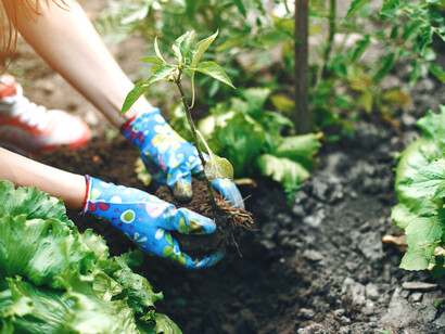 Comme une jeune plante, le changement durable a besoin de temps et d’espace pour grandir