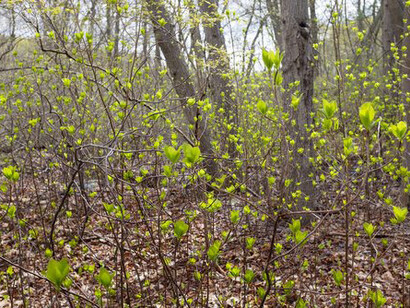 Mary Lang, Leafing out near the pump house, The Cove, Auburndale, MA, Spring 2023. Courtesy of the artist and Kingston Gallery