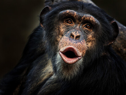 Chimpanzees when they had to defend themselves against attacks, issued very loud squeals and vocalizations