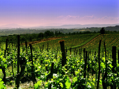 Vigne al tramonto, Piana di Mondragone