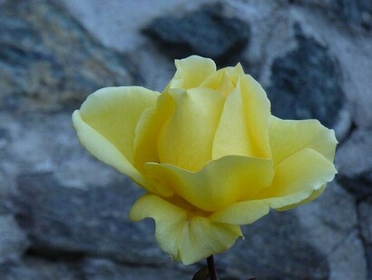 Rosa a dicembre cresciuta sulla roccia a 900 metri