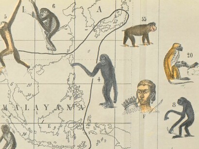 Una muestra gráfica de los sesgos antropológicos del siglo XIX que intentaban justificar erróneamente la supremacía racial mediante la distribución geográfica de los primates y lo que llamaban "tipos inferiores de hombres"