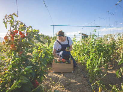 A female gardener carefully tending to organic crops, collecting a basket full of fresh produce, embodying sustainable agricultural practices