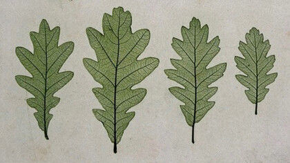 Quercia Oak (Quercus species) Colour nature print by A. Auer, c. 1853