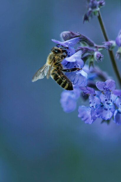Ape su un fiore di lavanda. Una sola colonia di api può impollinare 300mila fiori in un giorno