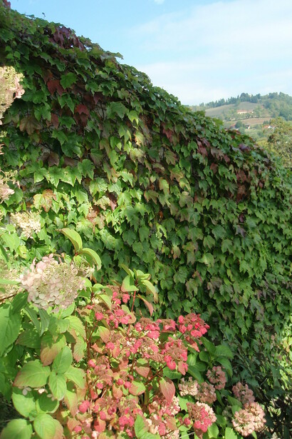 Hydrangea paniculata