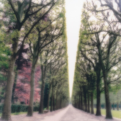 Lynn Geesaman, Parc de Sceaux, France, 2007. Courtesy of Yancey Richardson Gallery