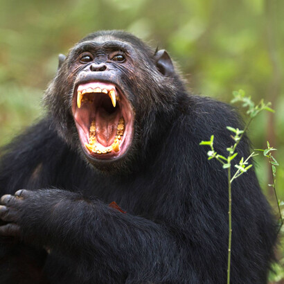 La rama evolutiva del chimpancé se separó de la rama de los humanos hace aproximadamente siete millones de años, pero comparten el 98 % del ADN