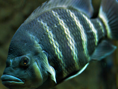 Acquario del Museo. Courtesy of Museo di Storia Naturale