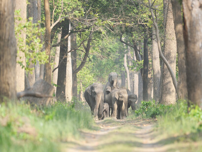 Dudhwa Tiger Reserve, ph. Aditya Havelia  