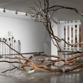 Janet Laurence. Courtesy of MCA