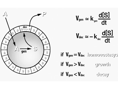 The minimal autopoietic unit, characterized by two main reaction rates (each can be actually a family of reactions), Vgen and Vdec, and depending on their numerical relation there are the three modes of existence of the cell, namely homeostasis, growth (and eventually self-reproduction) and death. 