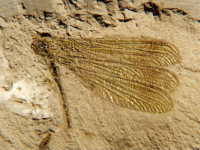 Libellula fossile, olotipo (circa 6 milioni di anni fa)