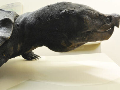 Herpetology, exhibition view. Courtesy of National Museum Bloemfontein