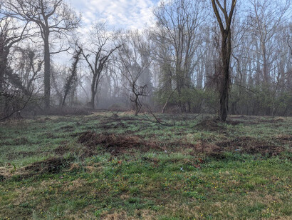 Lost in the leafy embrace of the winding trails, a journey unfolds in pursuit of salvia, blending moments of uncertainty with the warmth of newfound connections