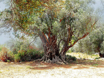 Olivo. Algunas familias judías recolectan las aceitunas luego de la fiesta cristiana de la Santa Cruz