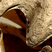 The giant clam. Courtesy of Grigore Antipa National Museum of Natural History
