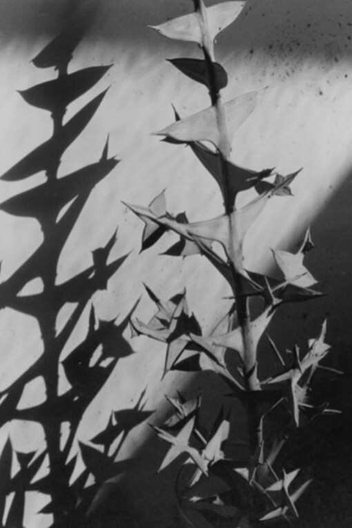 Abstractions, A-Z. Courtesy of Scott Nichols Gallery