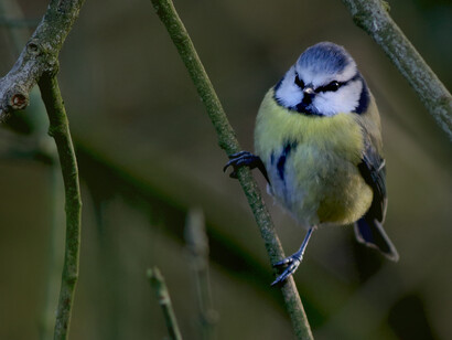 The dainty Blue Tit is one of London's commonest birds © Gehan de Silva Wijeyeratne