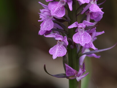 Close up of a Southern Marsh Orchid © Gehan de Silva Wijeyeratne