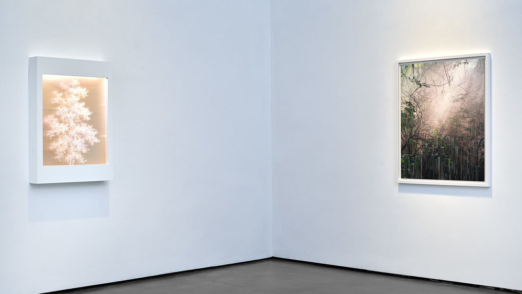 Lustre. Courtesy of Bryce Wolkowitz Gallery