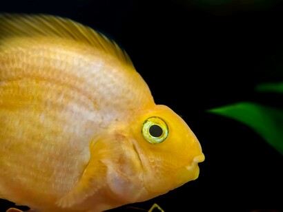 Un discus, pesce tropicale dalle forme rotonde e dai colori accesi, nuota tra le piante acquatiche nelle profondità dell'oceano