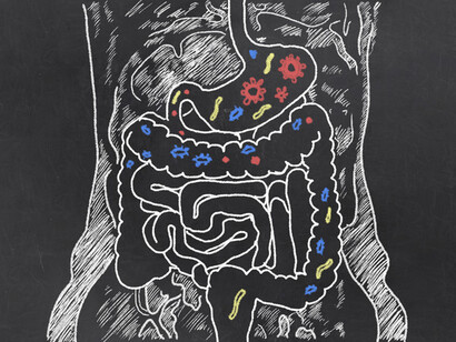 The gut microbiome extends from the esophagus to the lower intestines