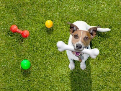I cani annusano le feci e in questo modo inalano uova di parassiti che entrano nell’albero respiratorio