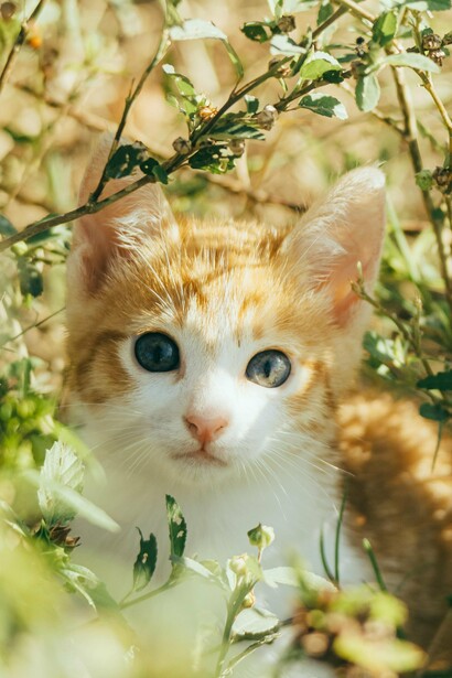 Los animales tienen un sentido del olfato increíblemente agudo, mucho más desarrollado que el de los humanos