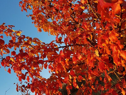 Colori d'autunno