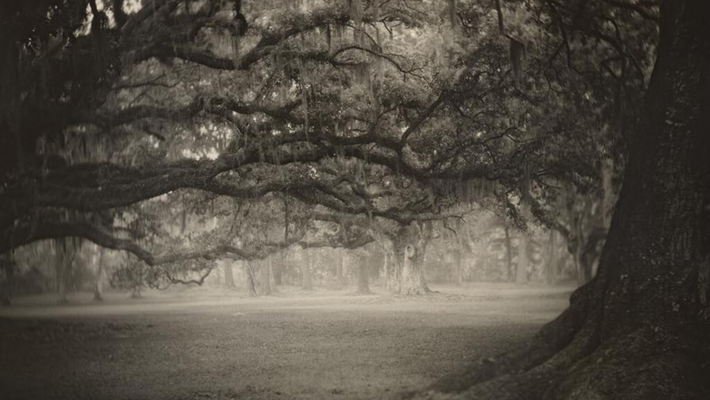 Deep South, Untitled (Fontainebleau), negative, 1998; print, 2017, Sally Mann, gelatin silver print. National Gallery of Art, Washington. Promised Gift of Stephen G. Stein Employee Benefit Trust. © Sally Mann
