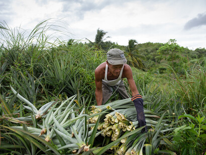 Pineapple leaf harvest