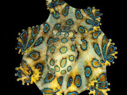  Il polpo dagli anelli blu